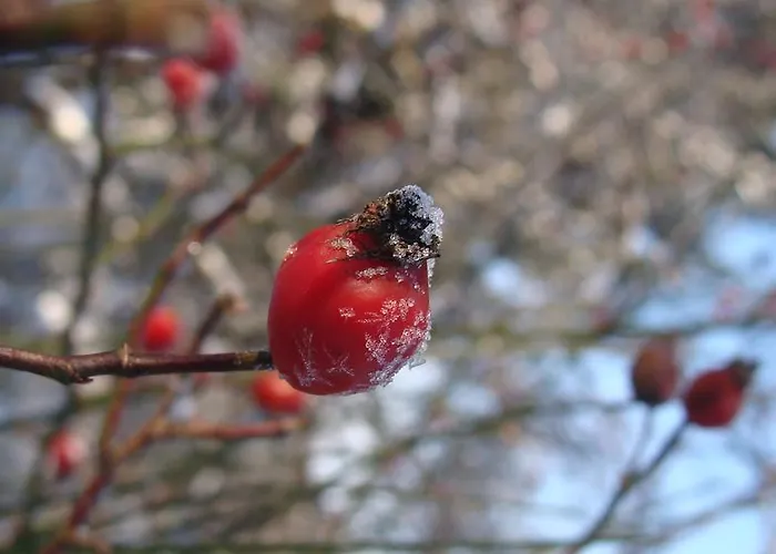 Homestay szállás Goscinne Arnika Gorska *