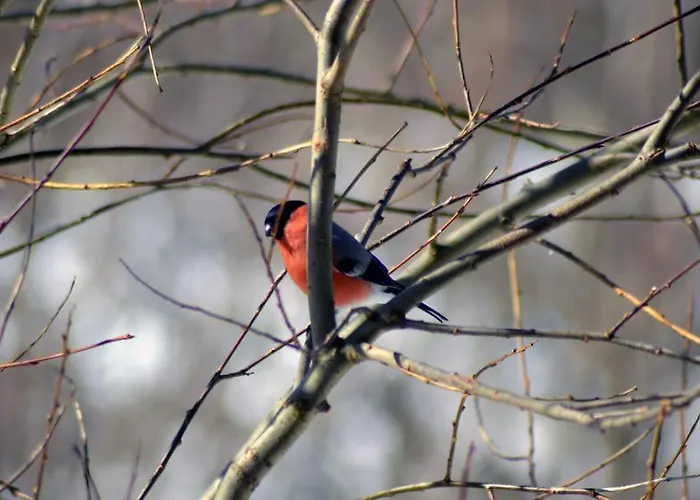 Goscinne Arnika Gorska Szklarska Poręba