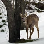 Séjour chez l'habitant Goscinne Arnika Gorska *