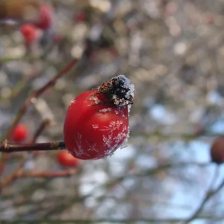 Rum i privatbostad Goscinne Arnika Gorska *
