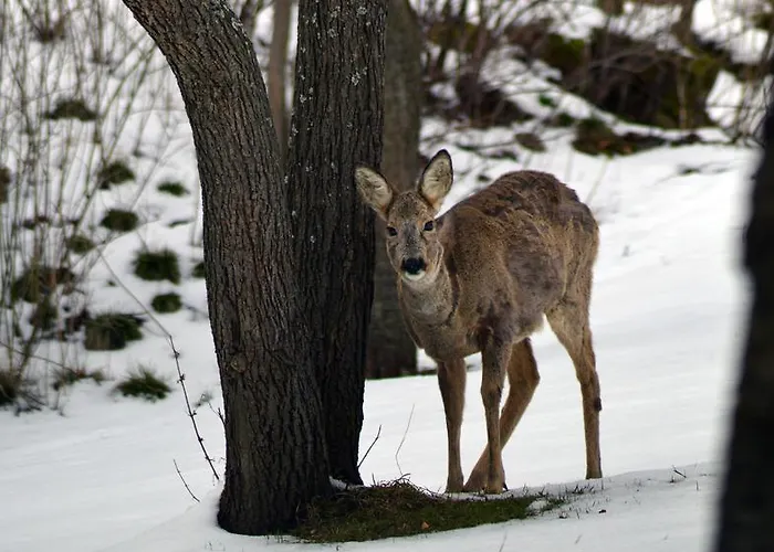 Rum i privatbostad Goscinne Arnika Gorska *
